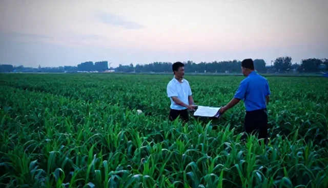农产品种植技术指导中种苗选择的关键考量